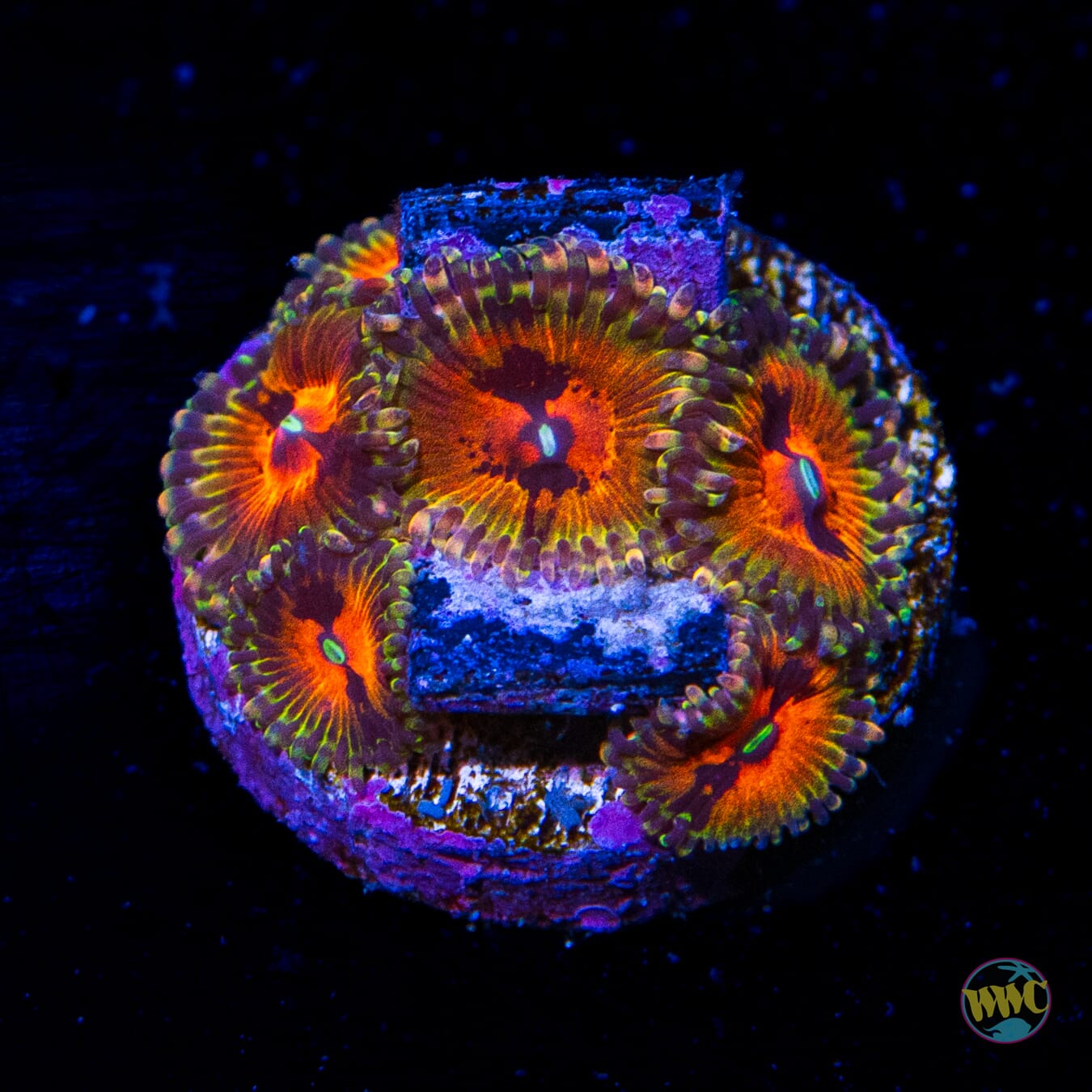 Bowtie Blaster Zoanthids