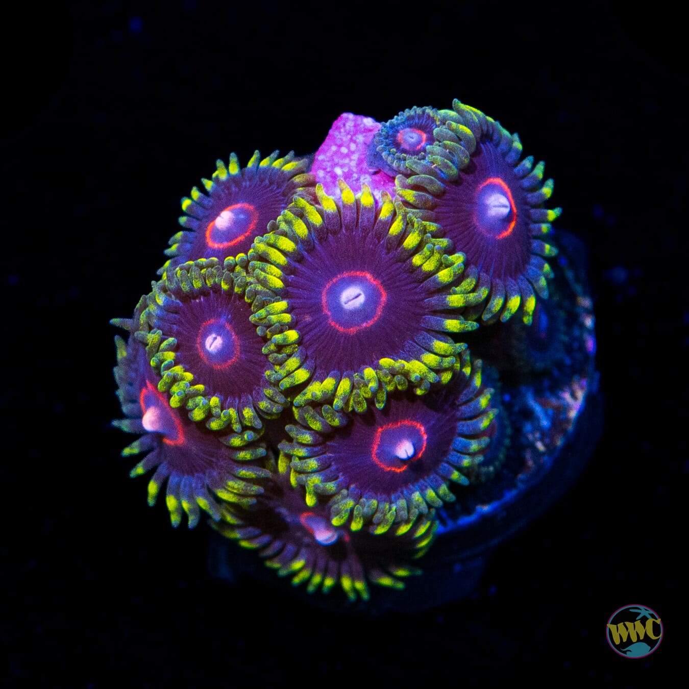 WWC Evil Heart Zoanthids