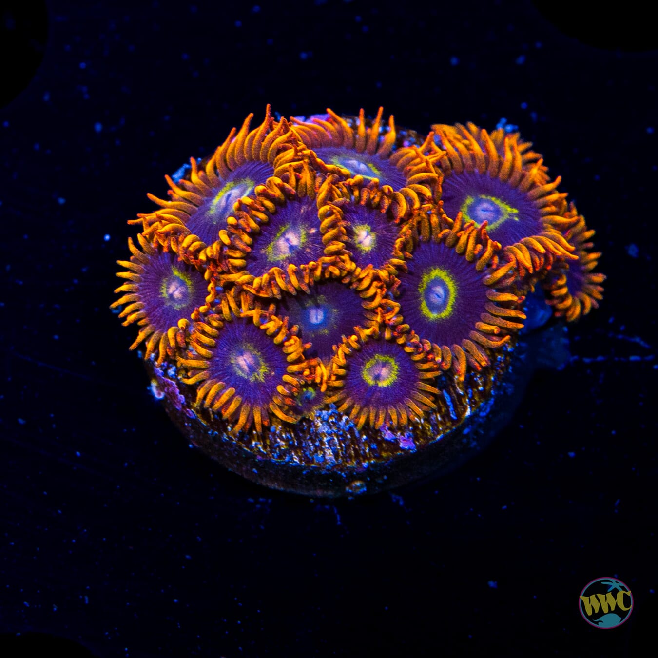 Rainbow Hornet Zoanthids