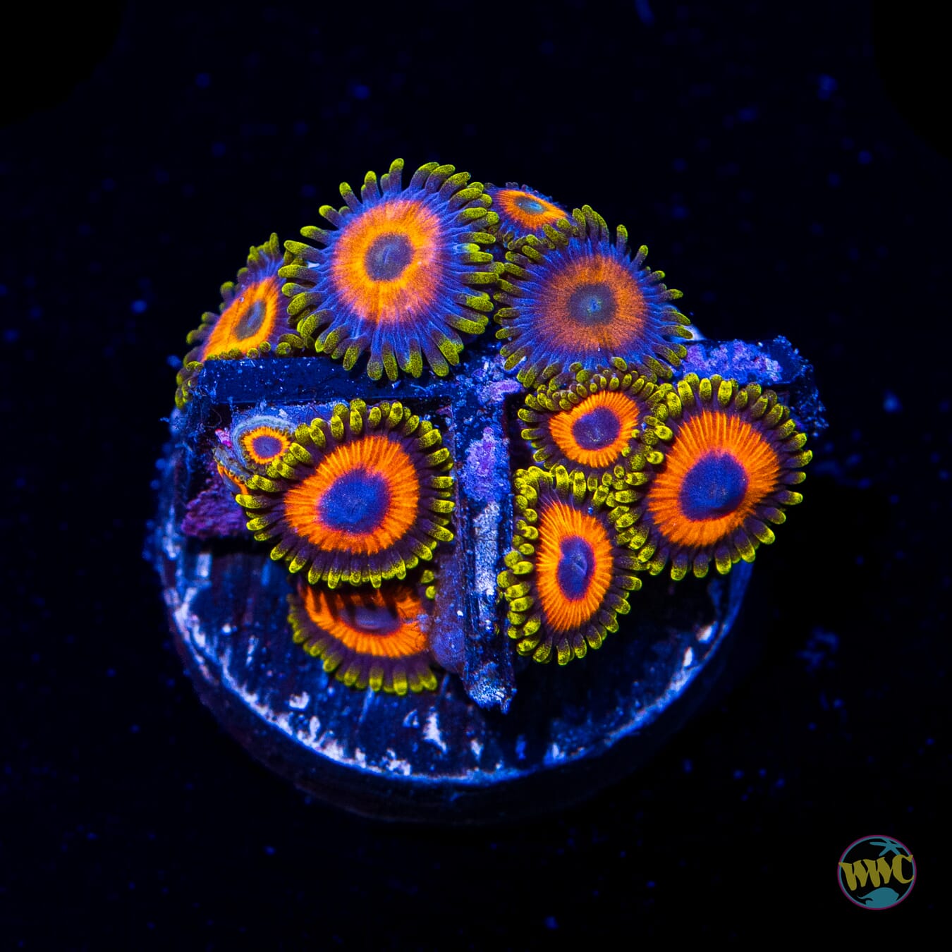 Jungle Juice Zoanthids