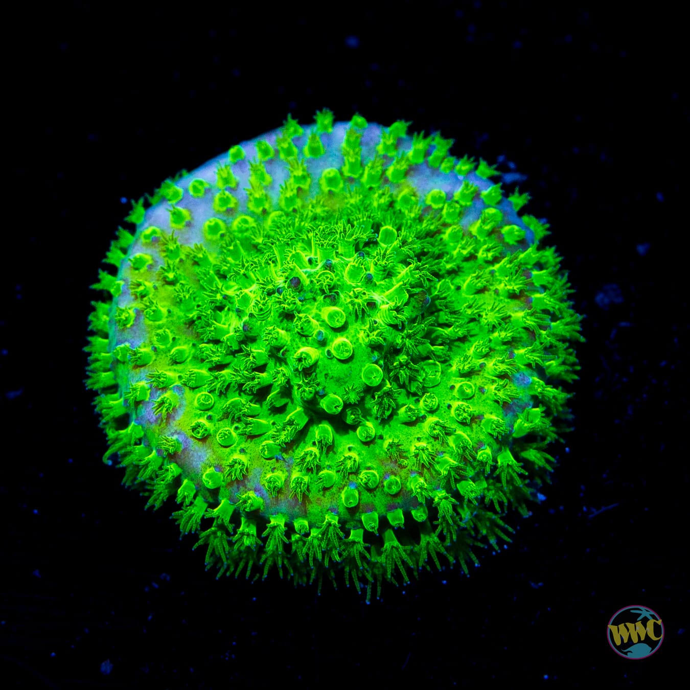 WWC Night Vision Stylocoeniella