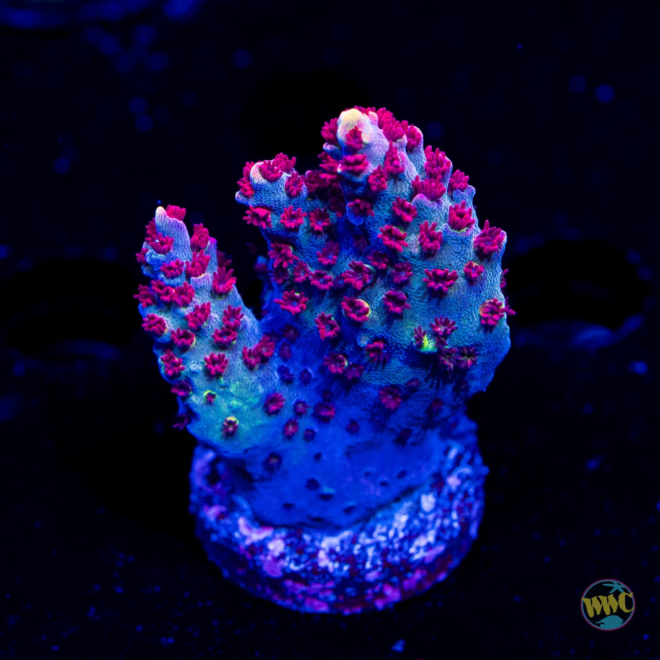 WWC Wow Acropora