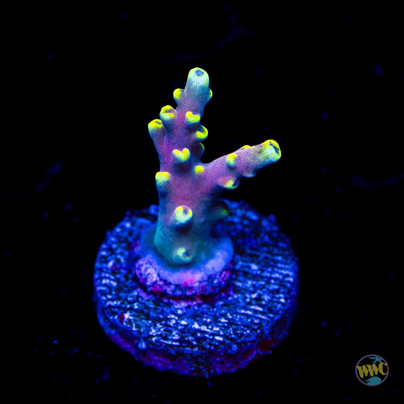 WWC Kobe Bean Acropora