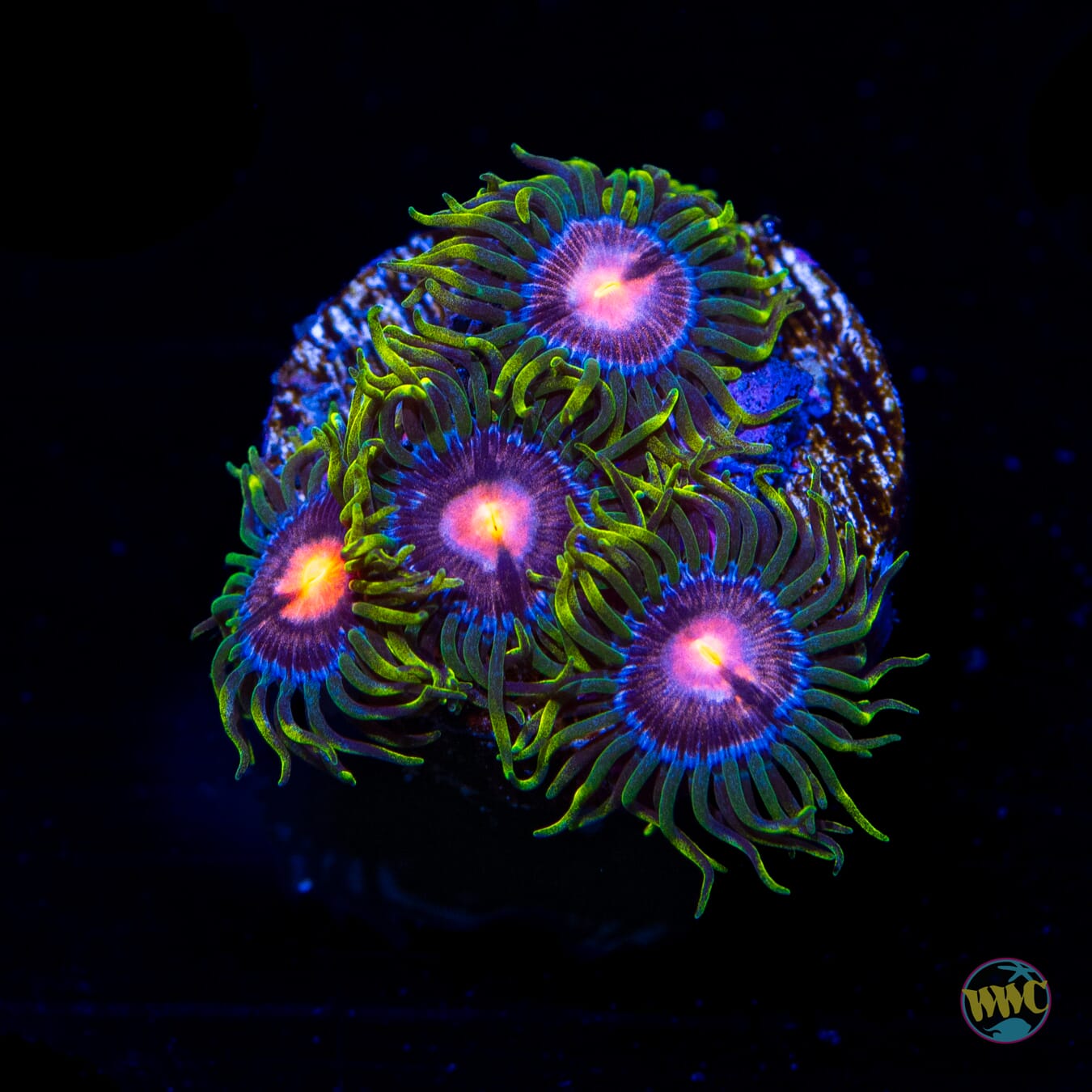 WWC Sweet Tooth Zoanthids