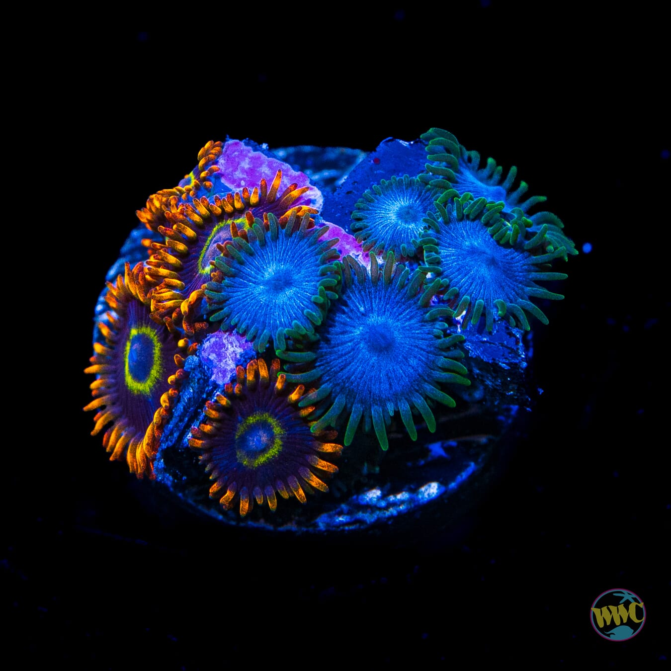 WWC Lich King and Rainbow Hornet Combo Zoanthids