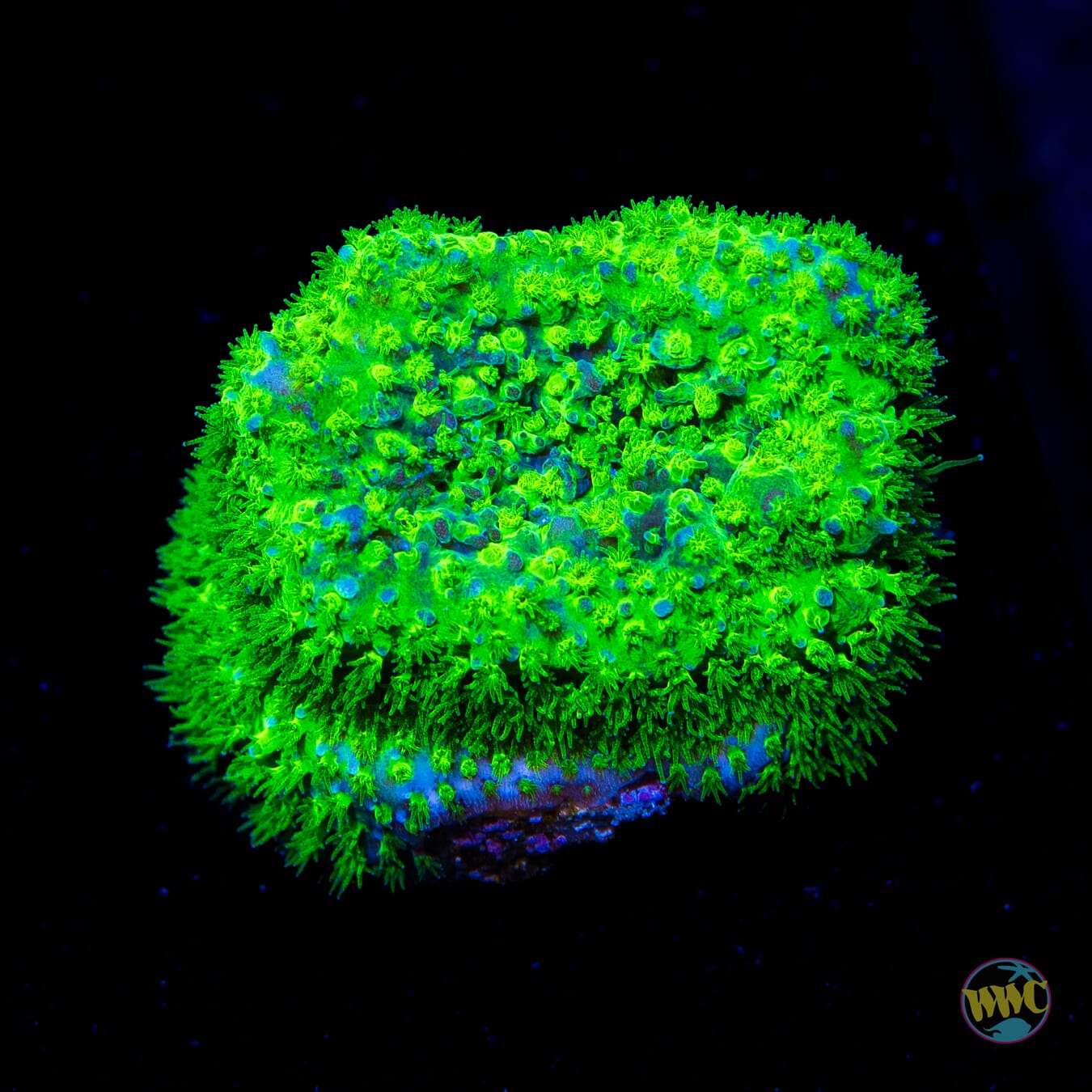 WWC Night Vision Stylocoeniella