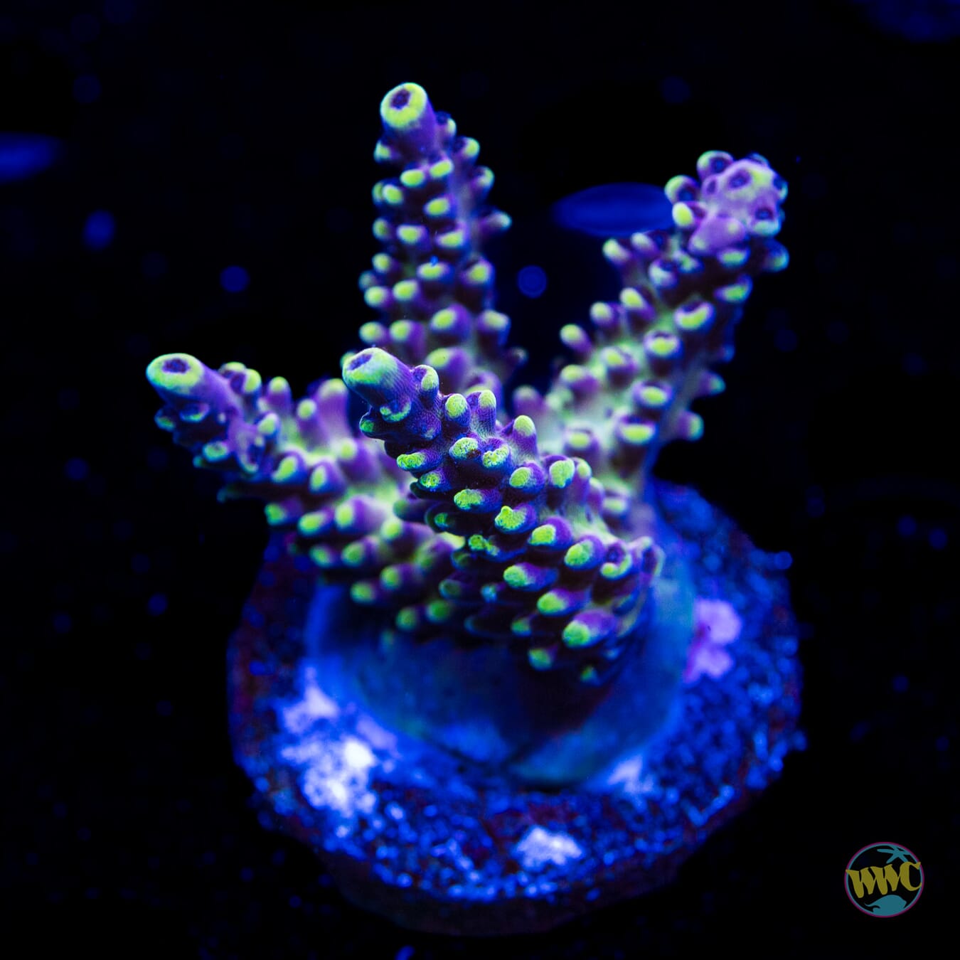 WWC Sunsplash Acropora