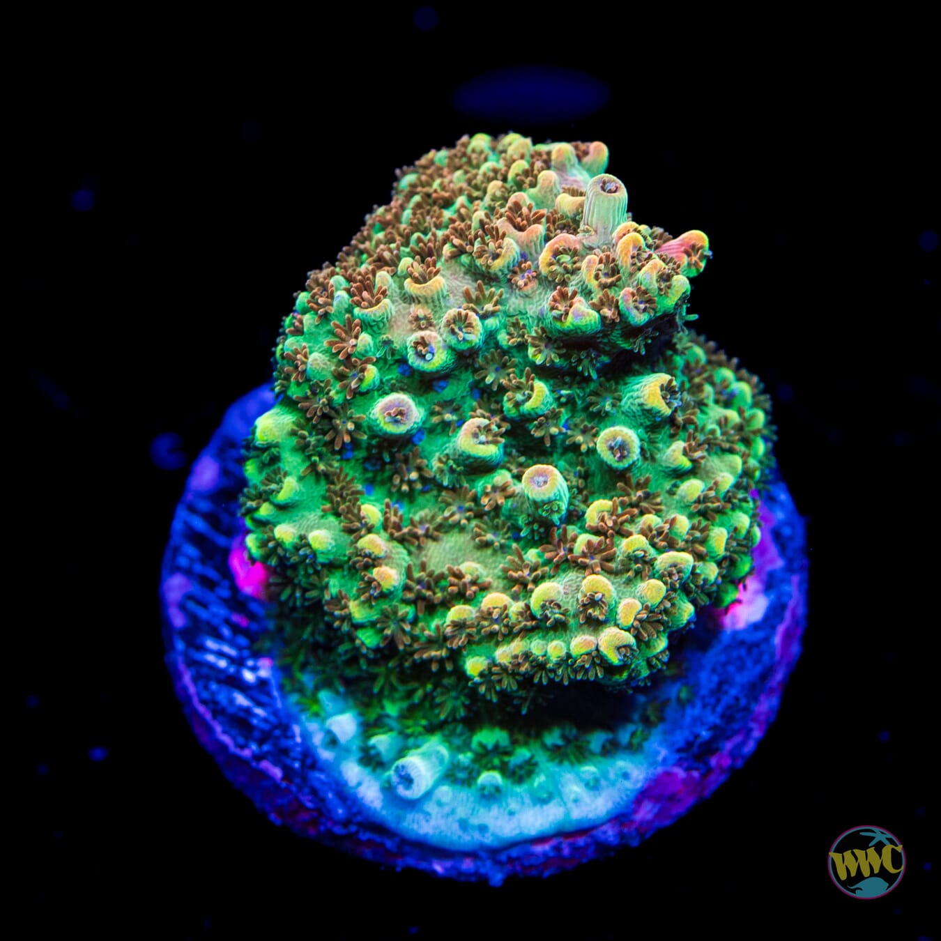 WWC Hollywood Dreams Acropora