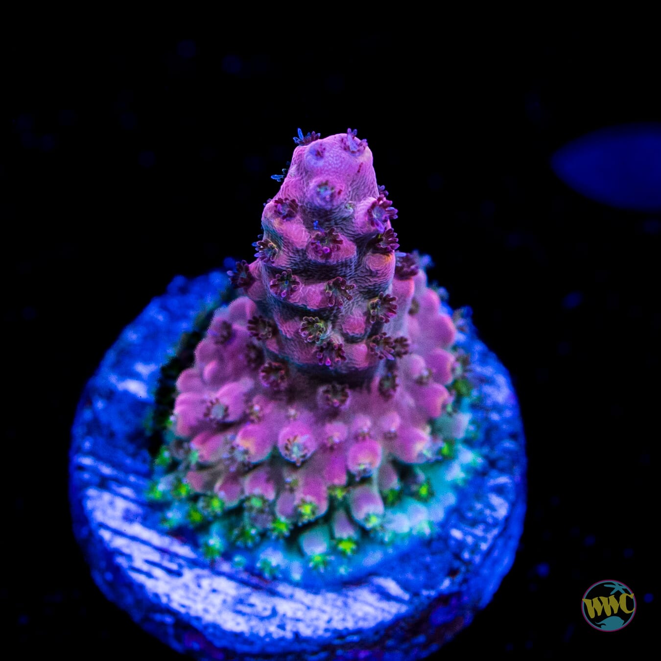 WWC Interstellar Acropora