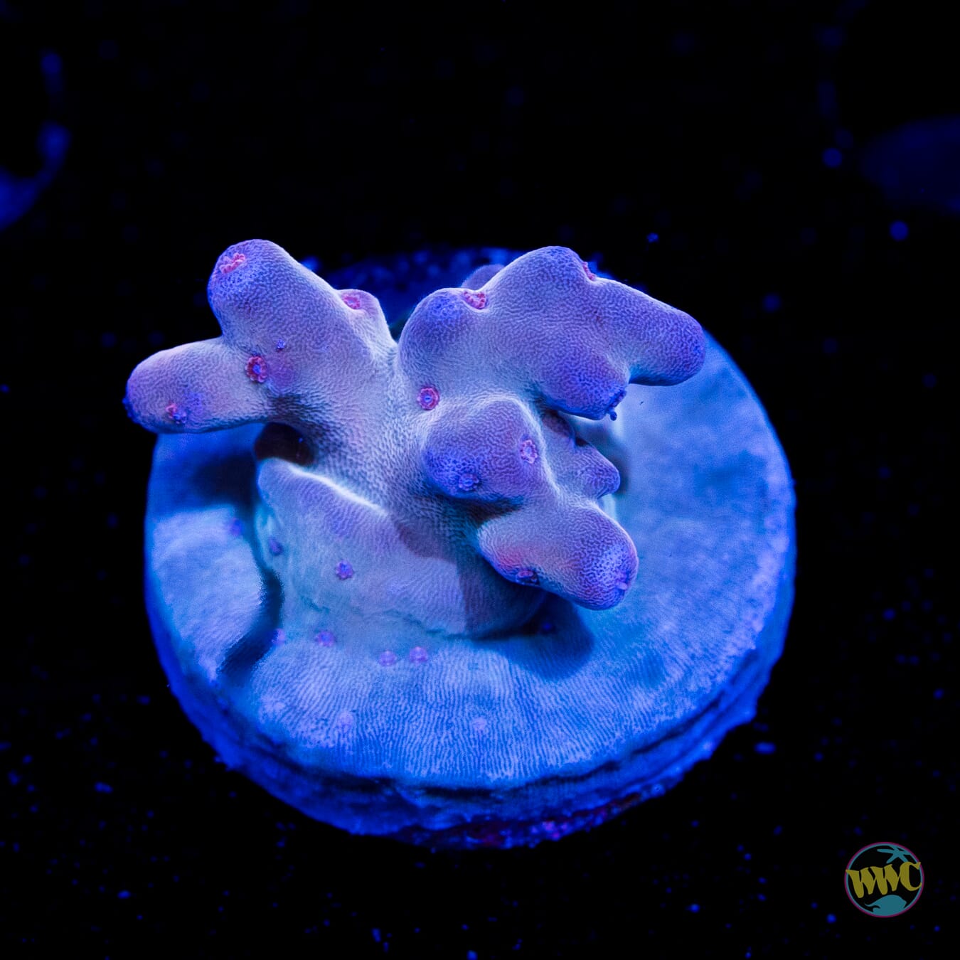 WWC Ice Breaker Acropora