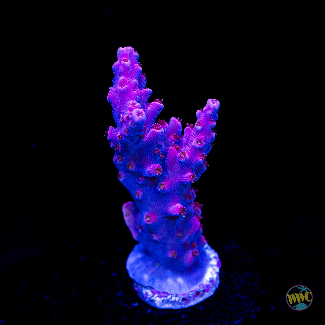 WWC Frozen Rose Acropora