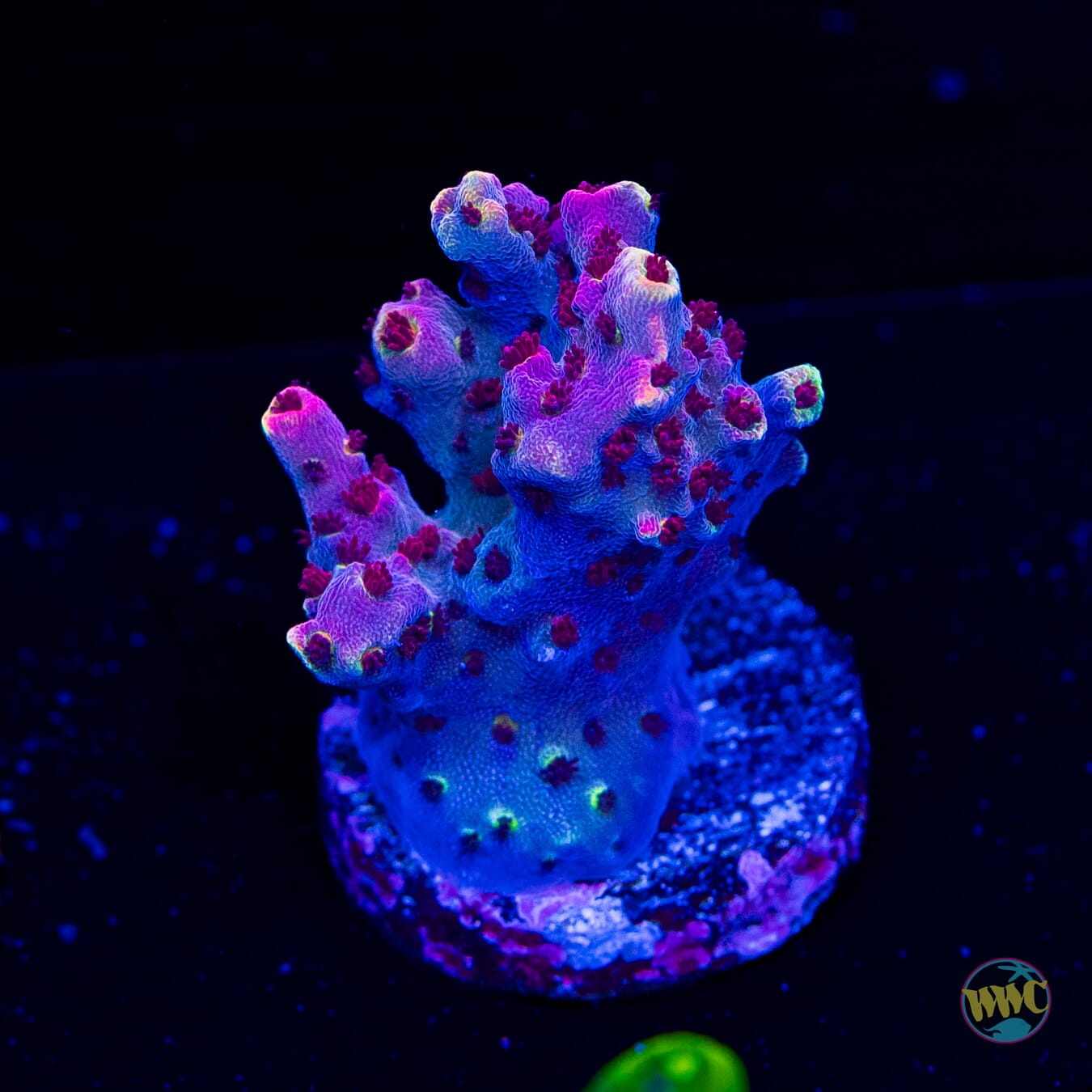 WWC Wow Acropora