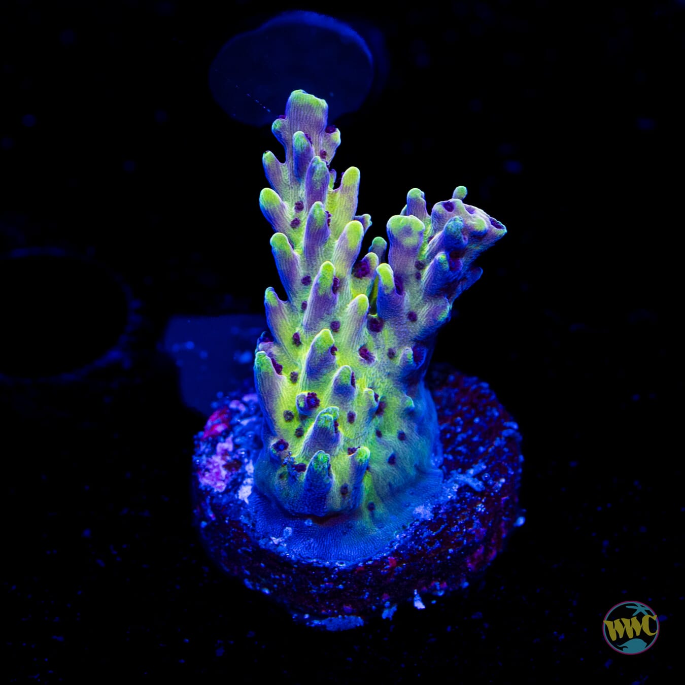 WWC Sunsplash Acropora