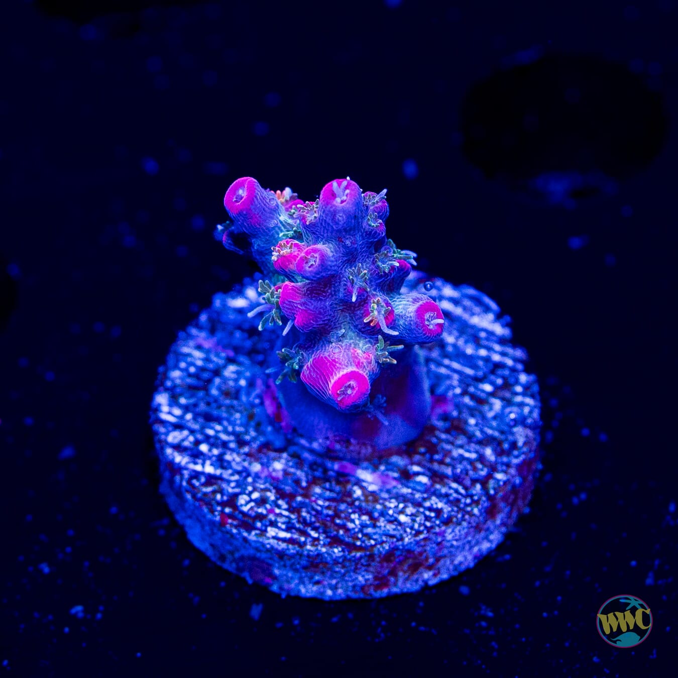 WWC Hippie Juice Acropora