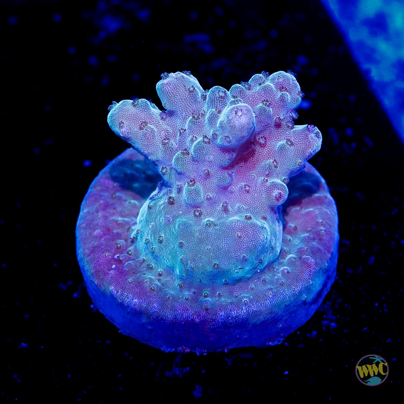 500 Dolla Efflo Acropora