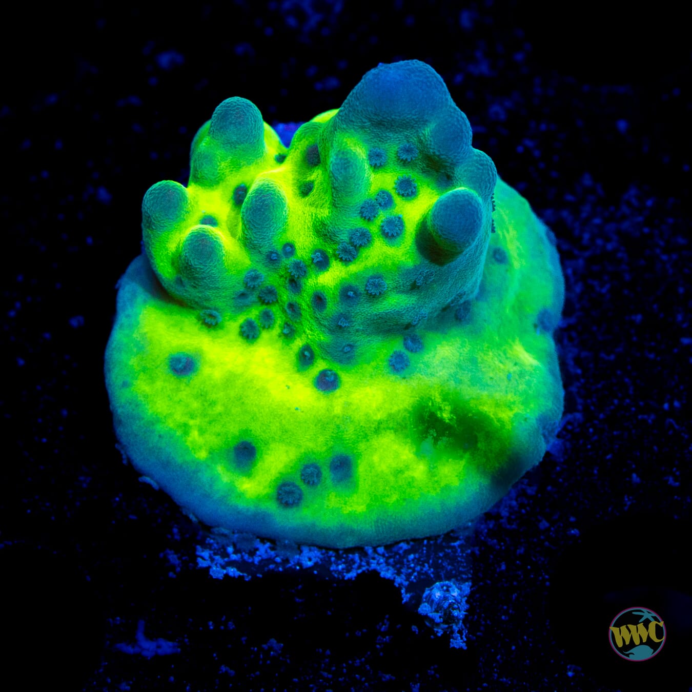 WWC Lucky Charmz Montipora