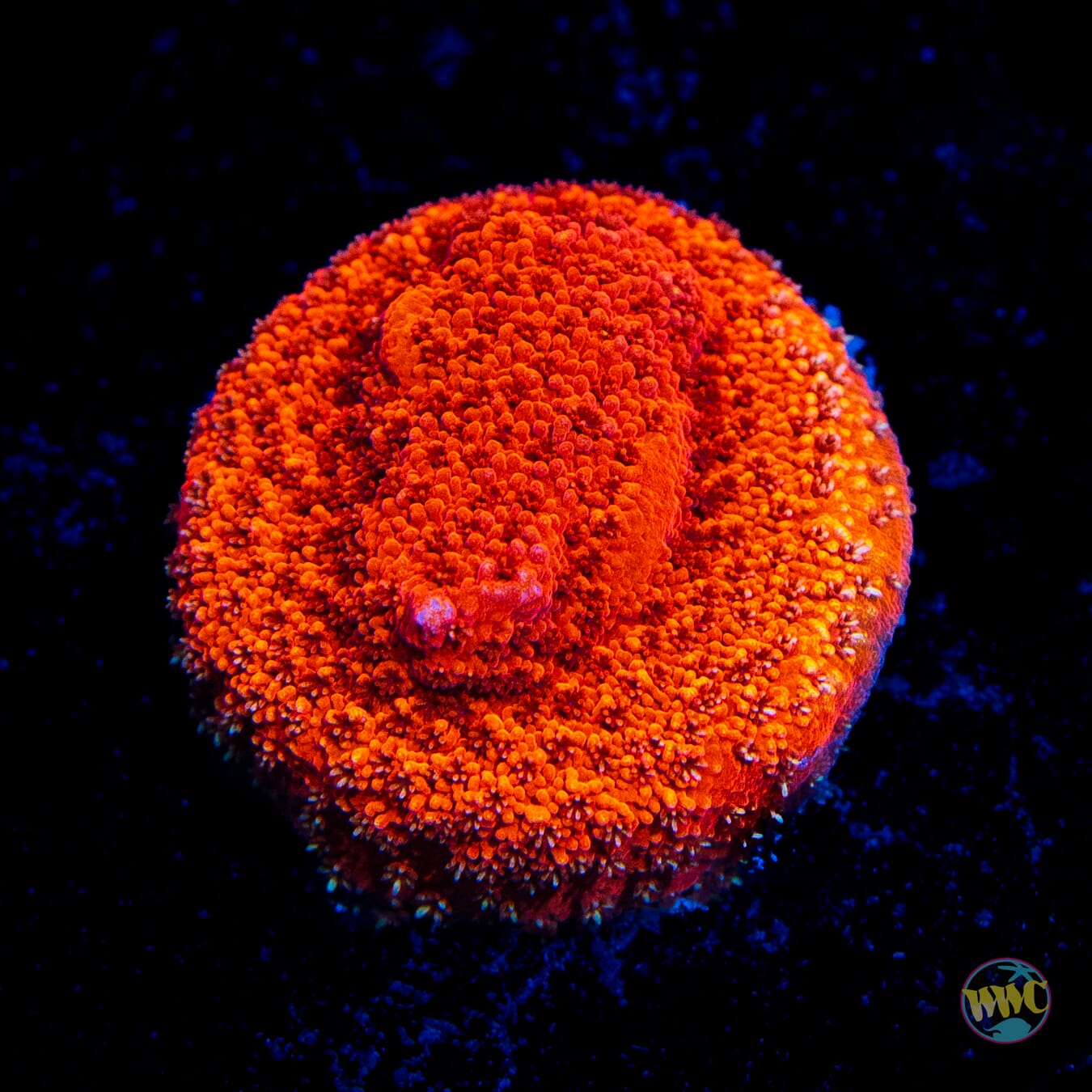 WWC Atomic Red Montipora