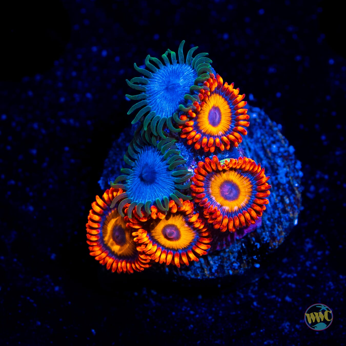 WWC Lich Kings and Oxides Combo Zoanthids