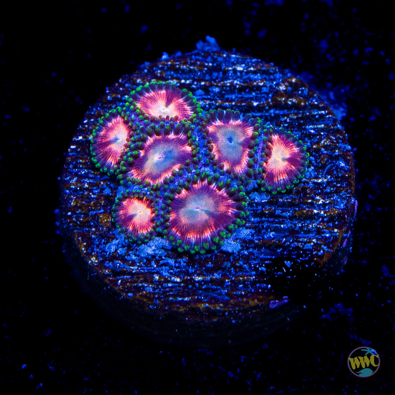 WWC Candy Stripe Zoanthids