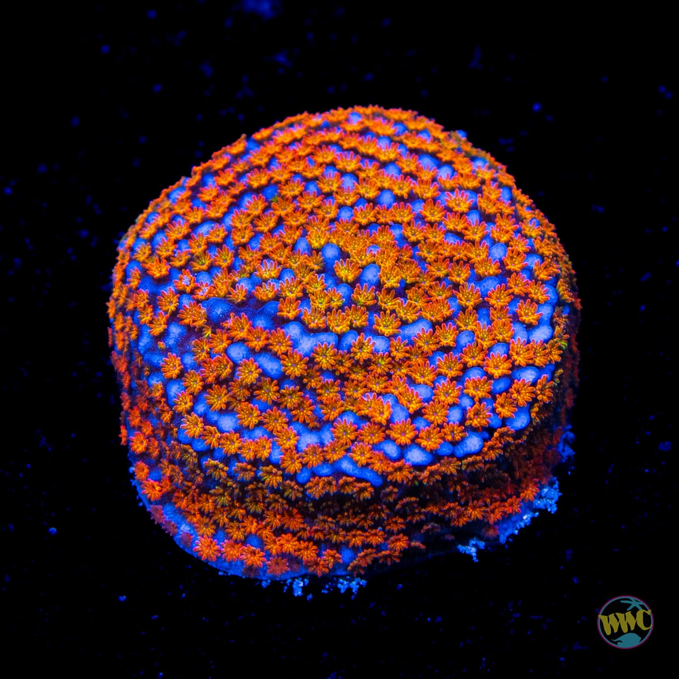 Jason Fox Rainbow Montipora