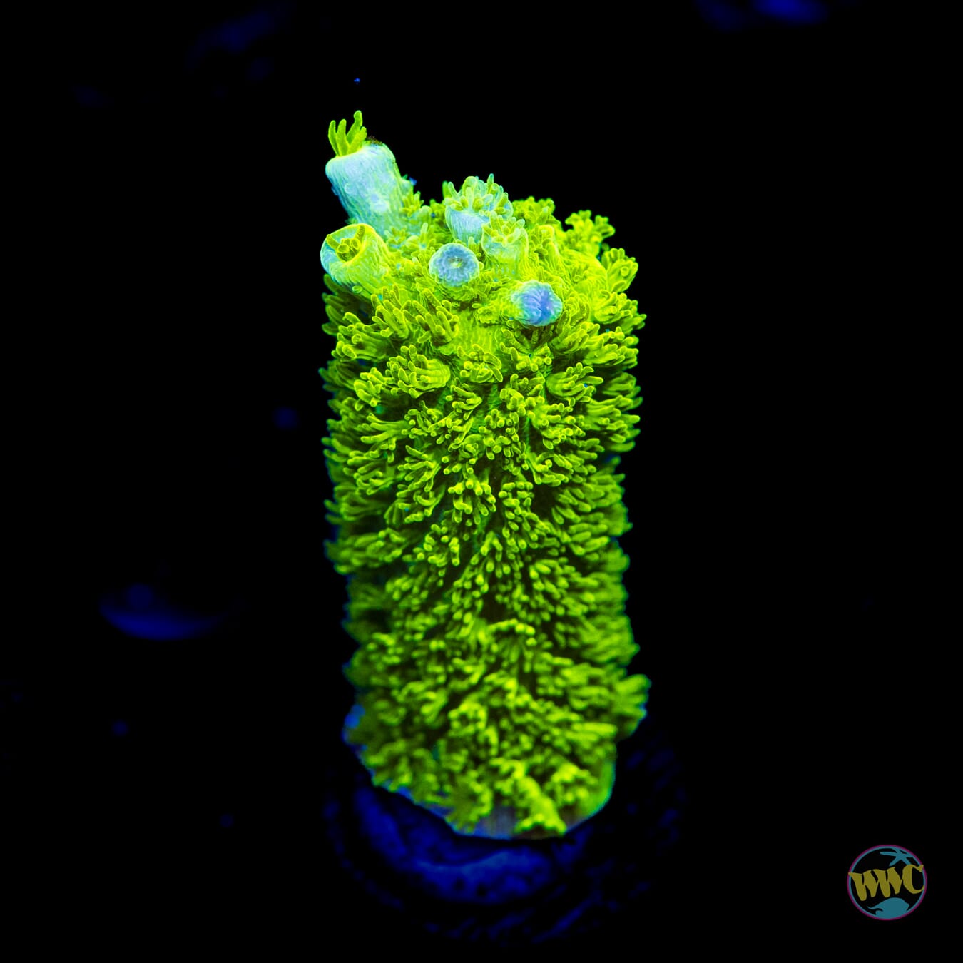 Green Slimer Acropora