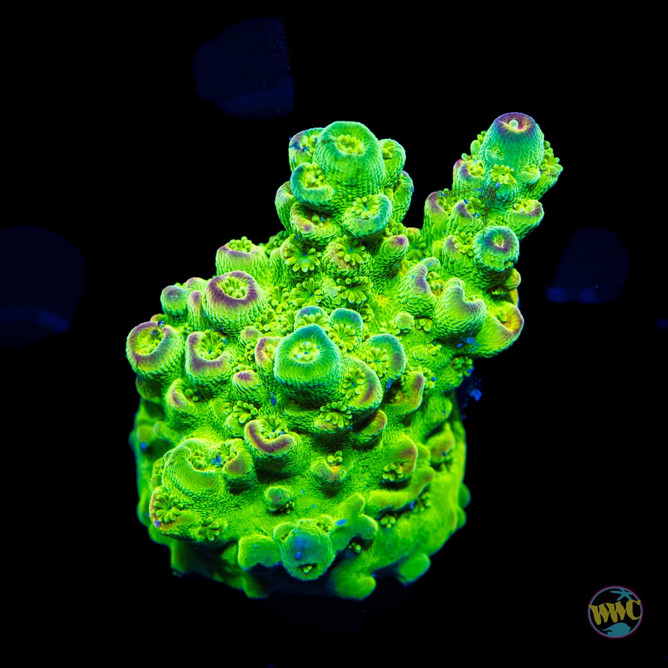 WWC Captain Caveman Acropora