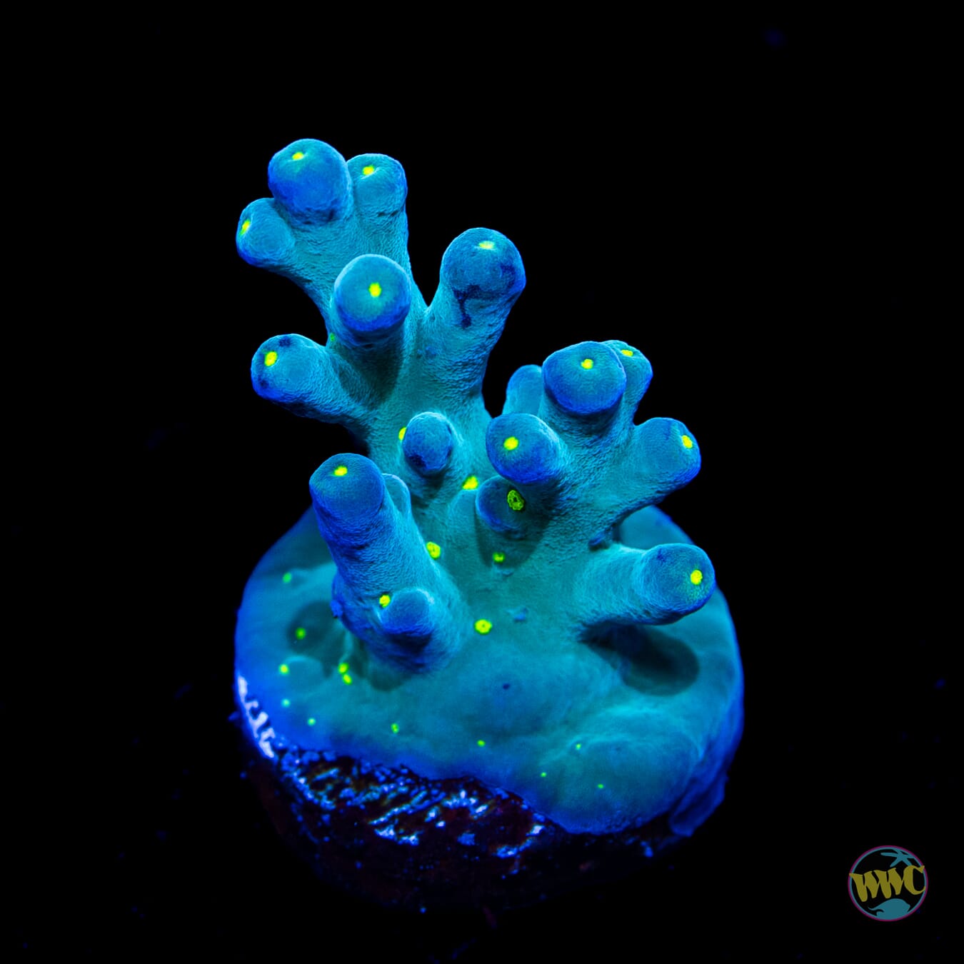 WWC Thunder Struck Acropora