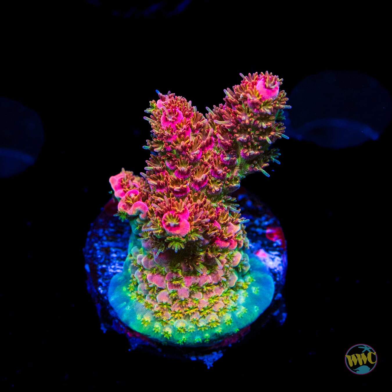 WWC Jello Shot Acropora