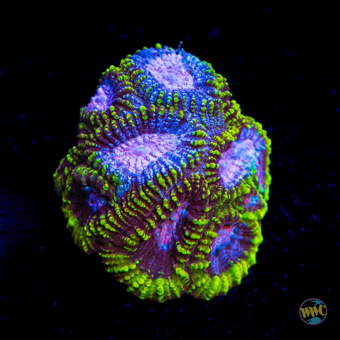 Buy Corals, Supplies, Fish and Inverts for your Reef Tank.