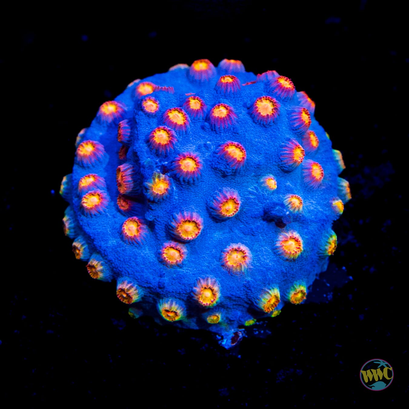 WWC Rainbow Madness Cyphastrea