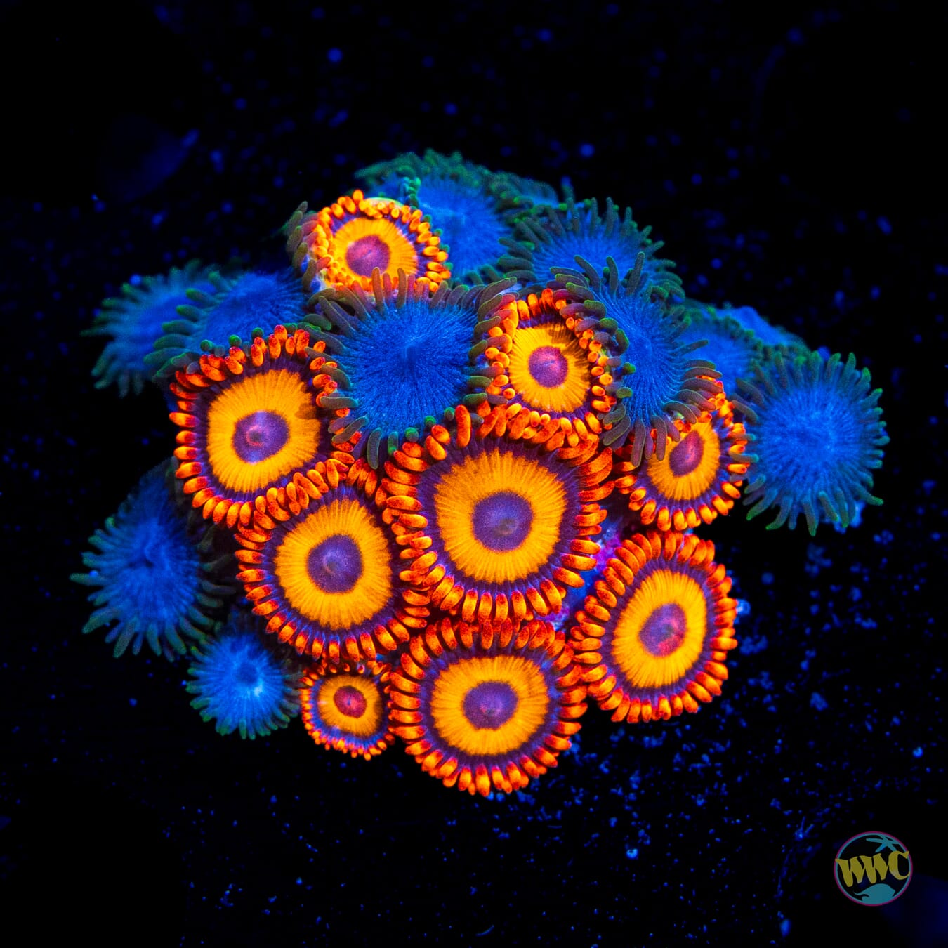 WWC Oxides and Lich King Combo Zoanthids