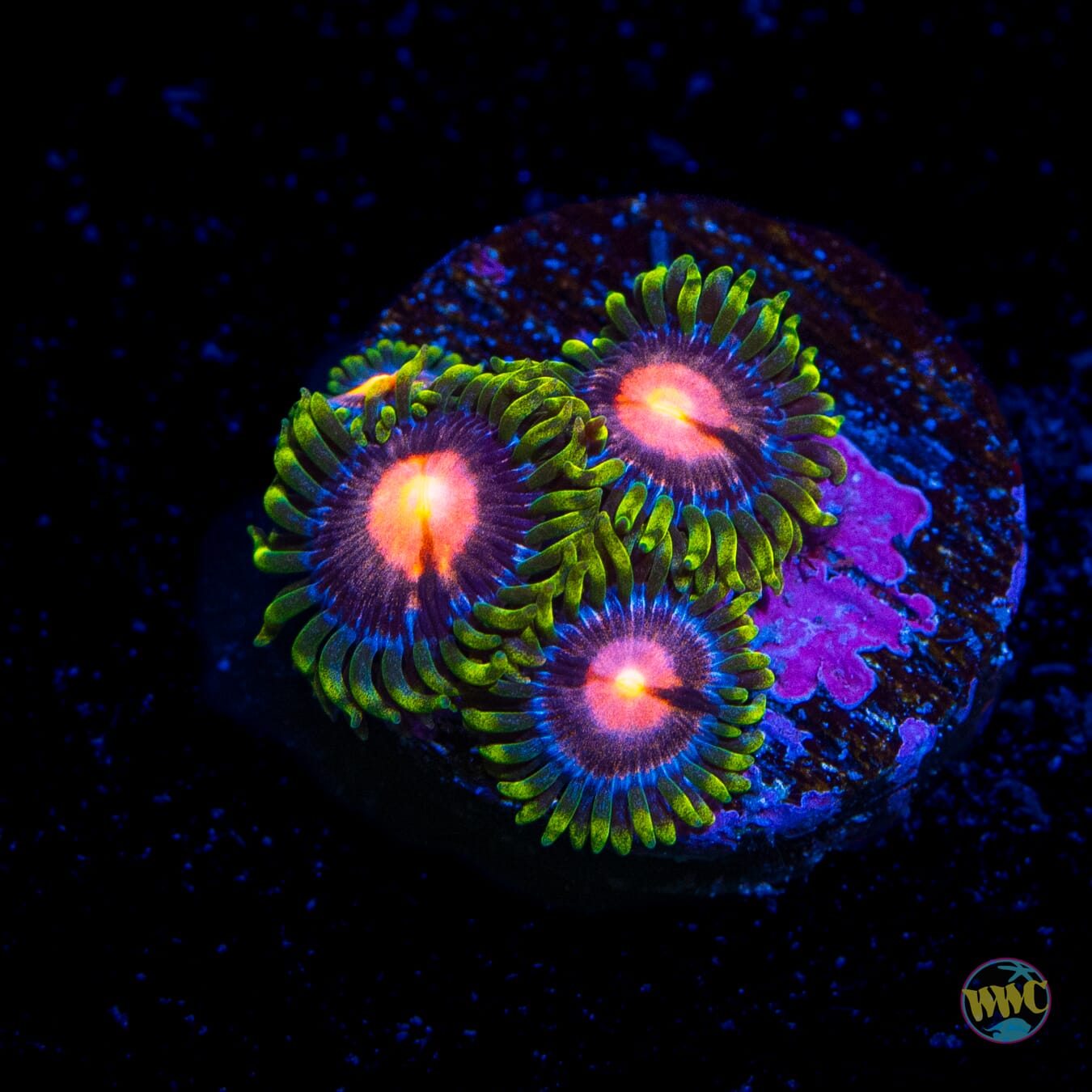 WWC Sweet Tooth Zoanthids