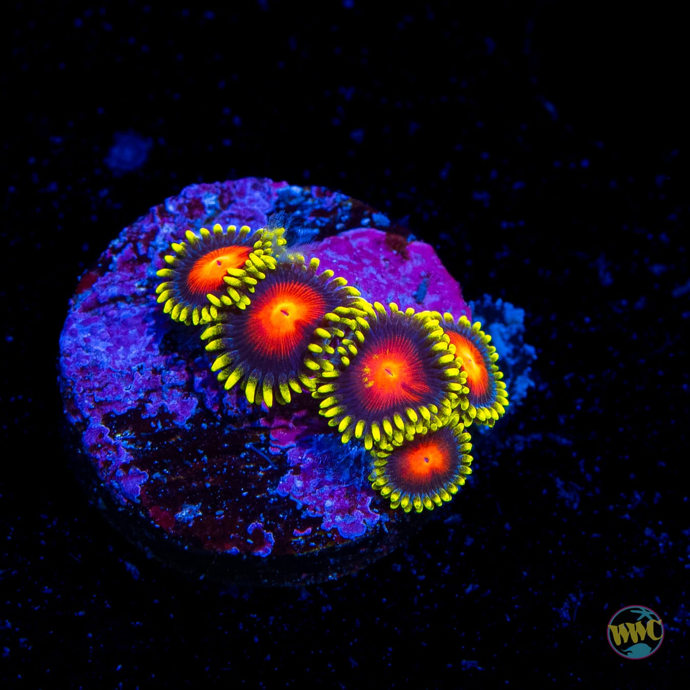 WWC Rising Sun Zoanthids