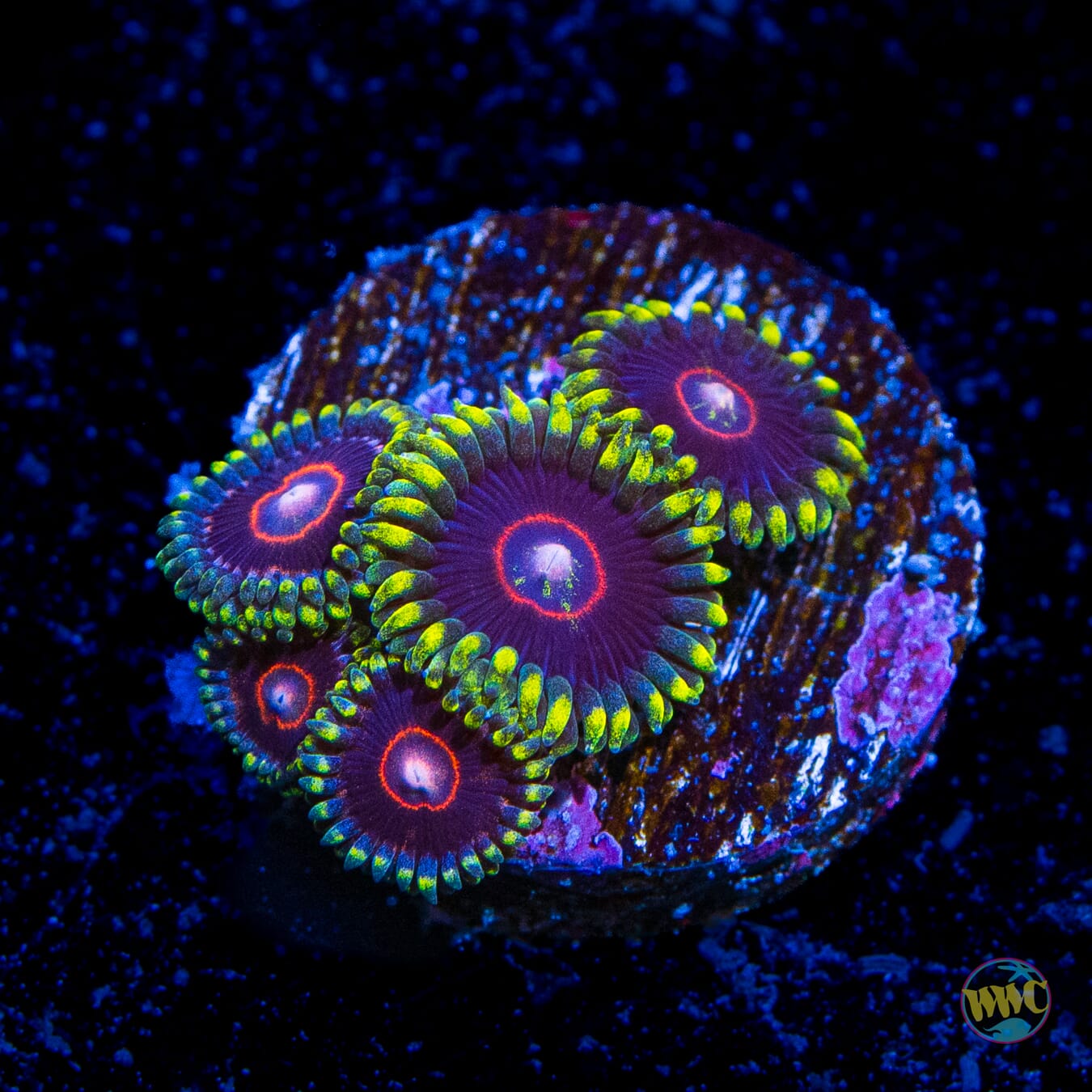 WWC Evil Heart Zoanthids