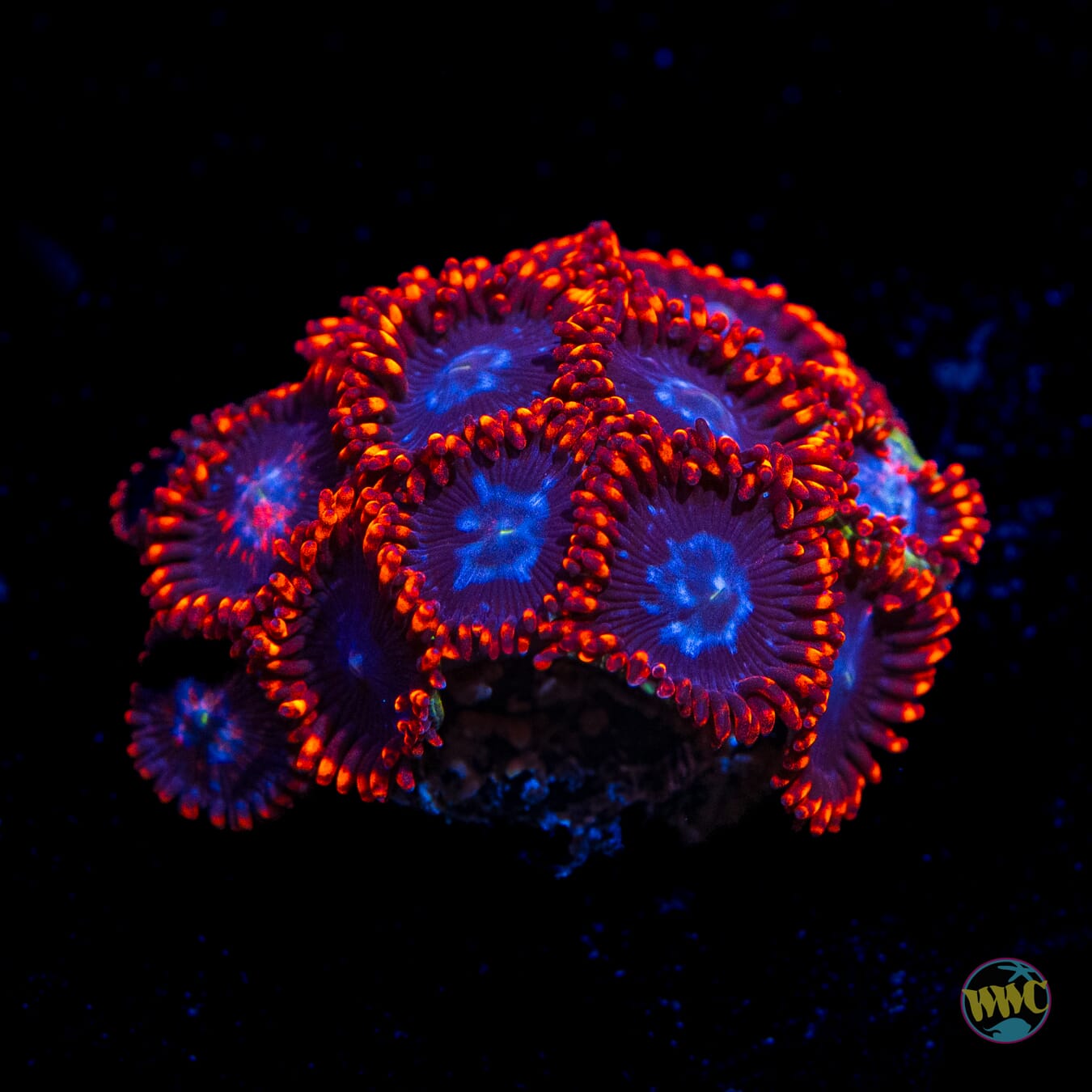 Fire and Ice Zoanthids