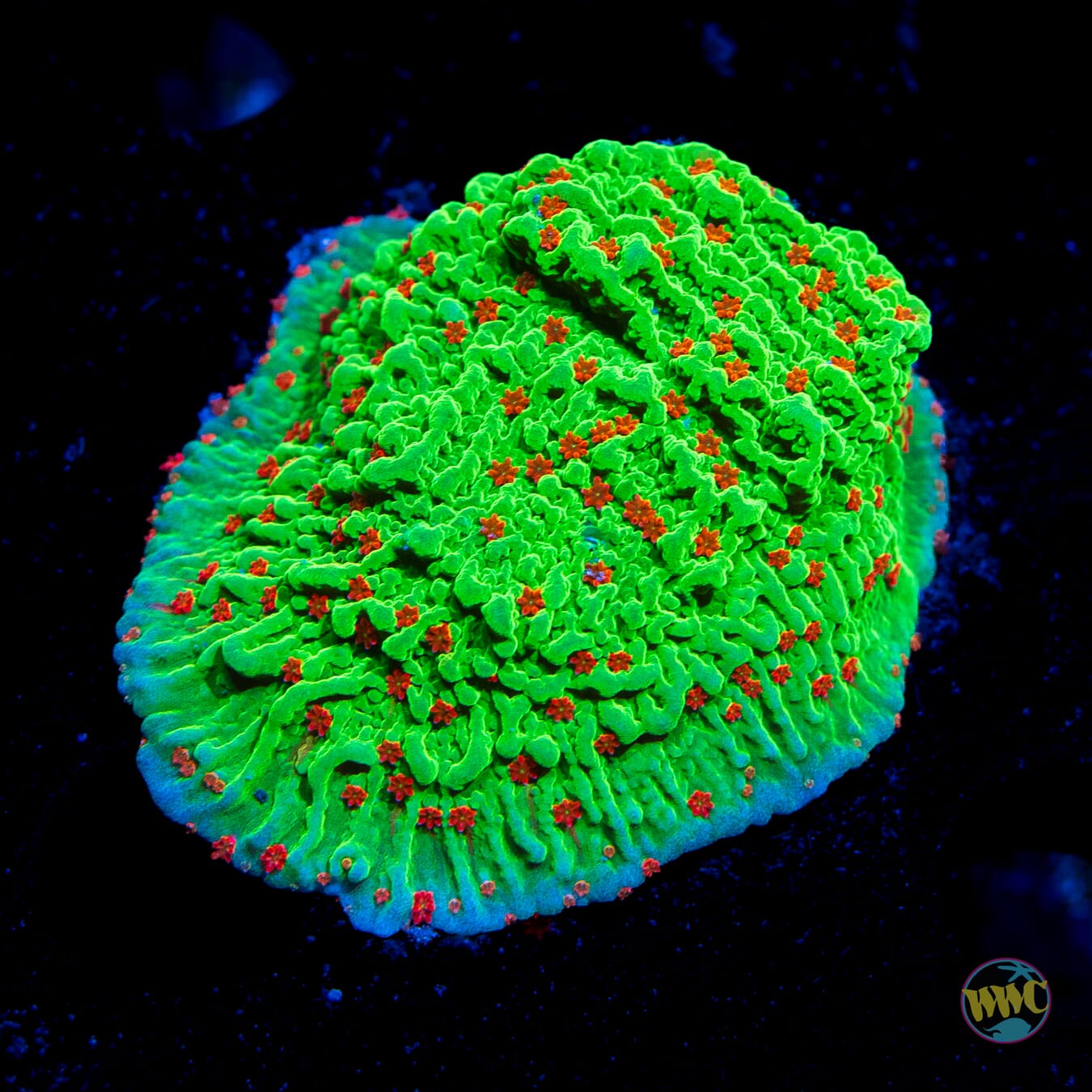 Seasons Greetings Montipora