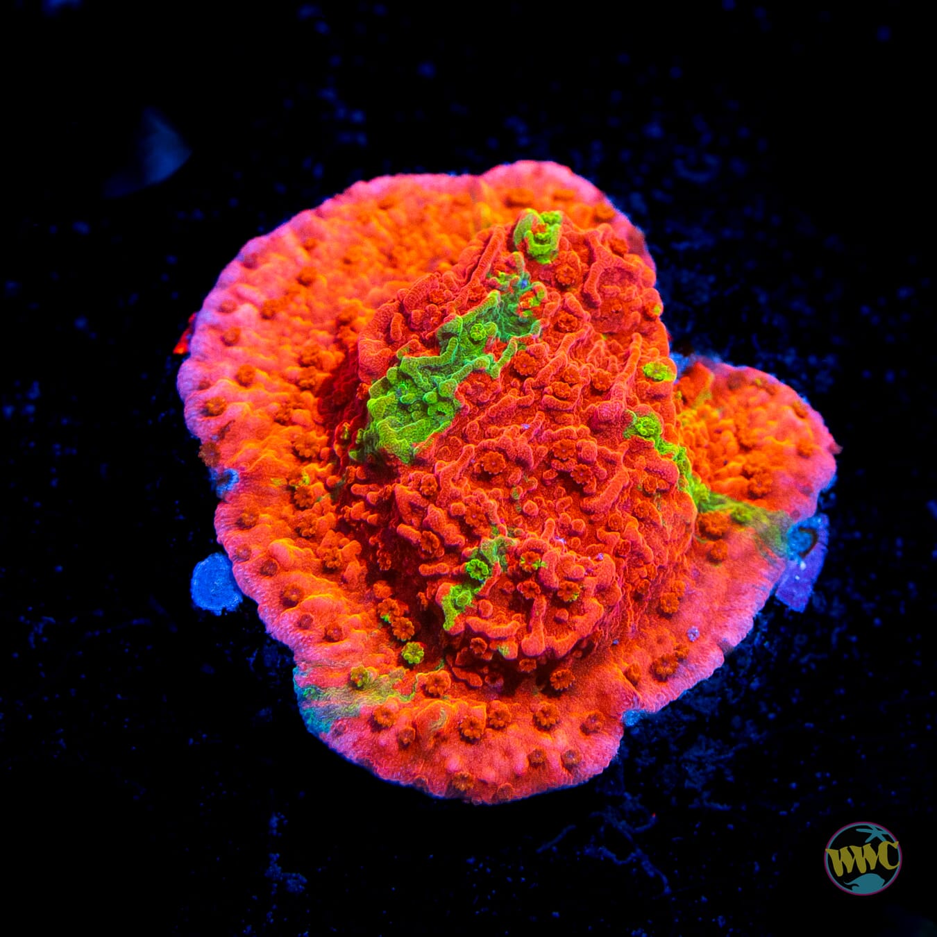 WWC OG Grafted Montipora