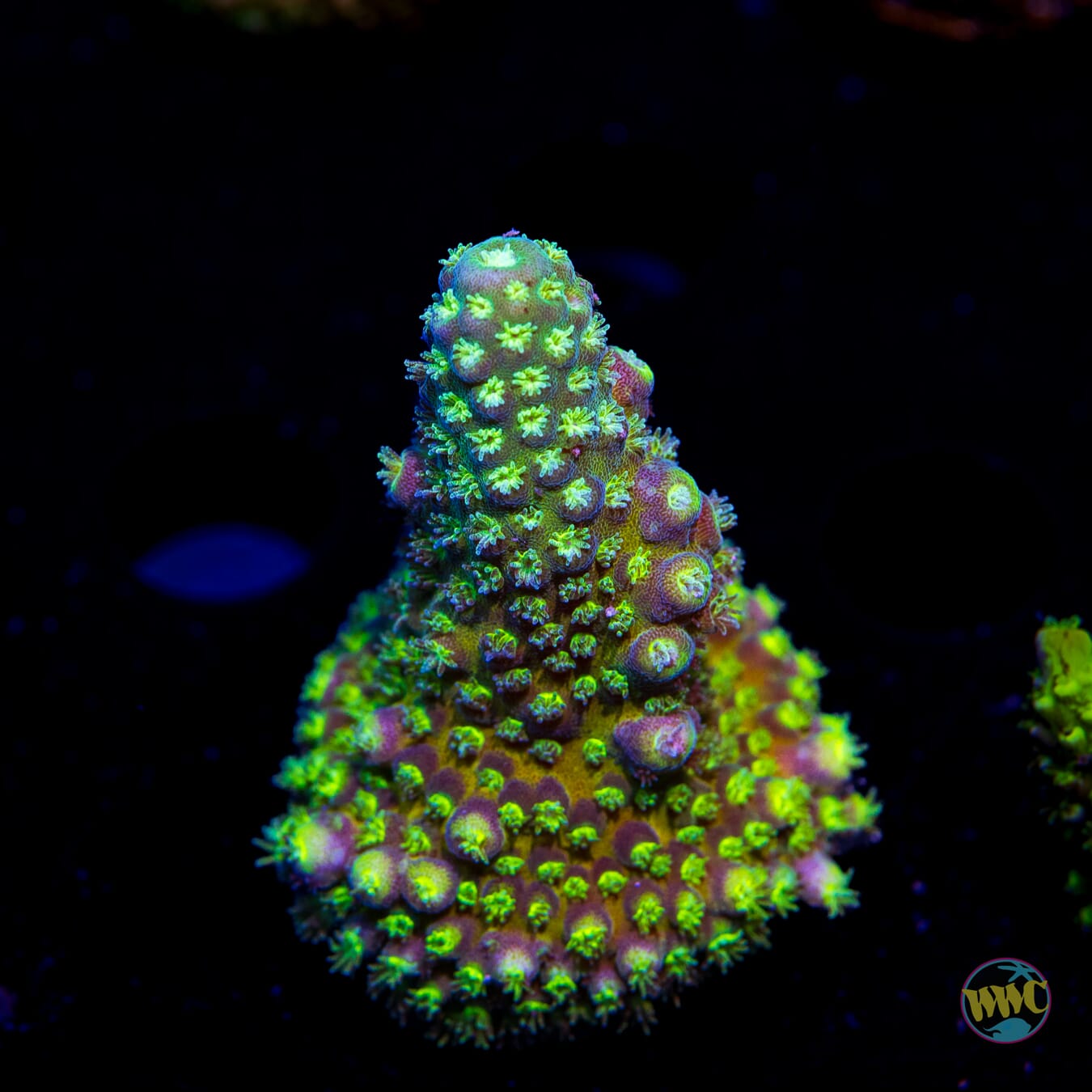 WWC Nuclear Grapes Acropora