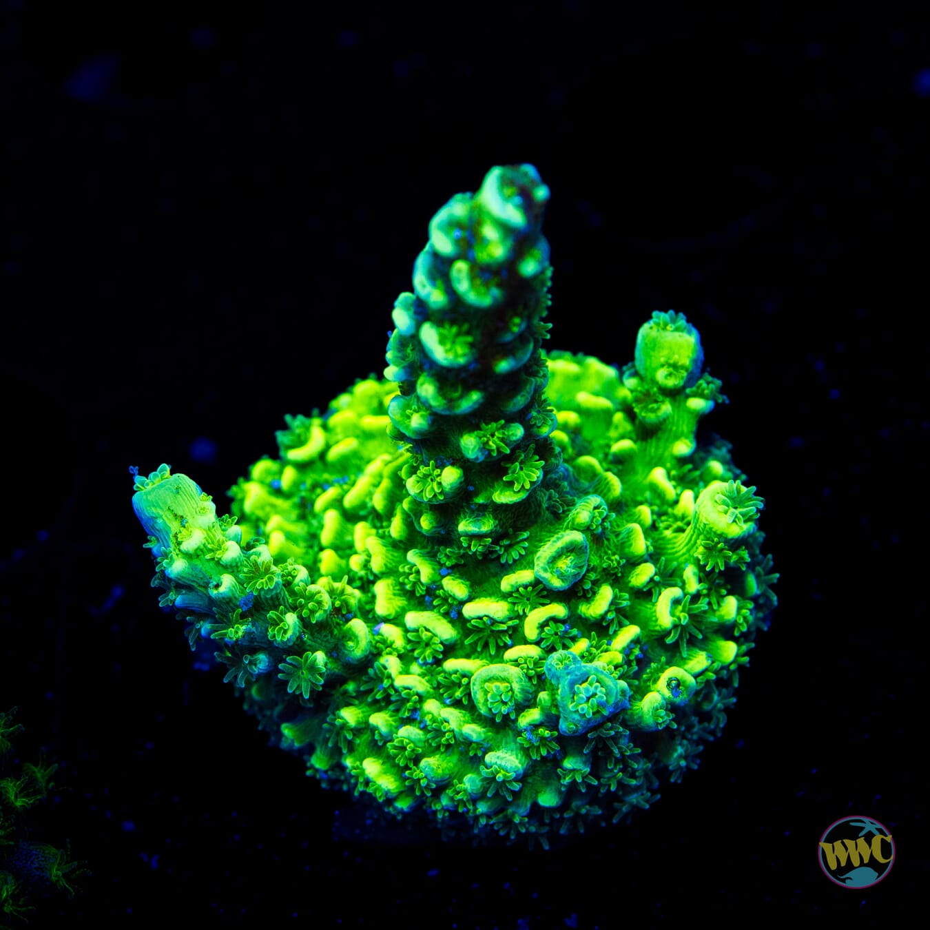 WWC Aussie Toxic Slimer Acropora