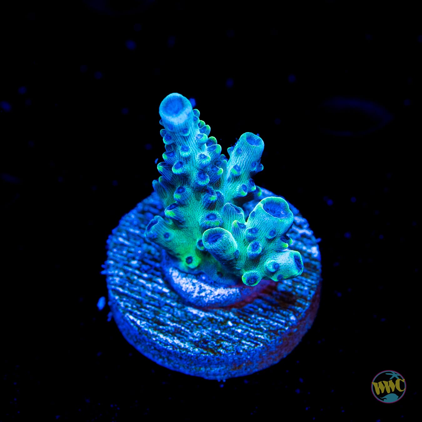 WWC Aussie Weeds Acropora