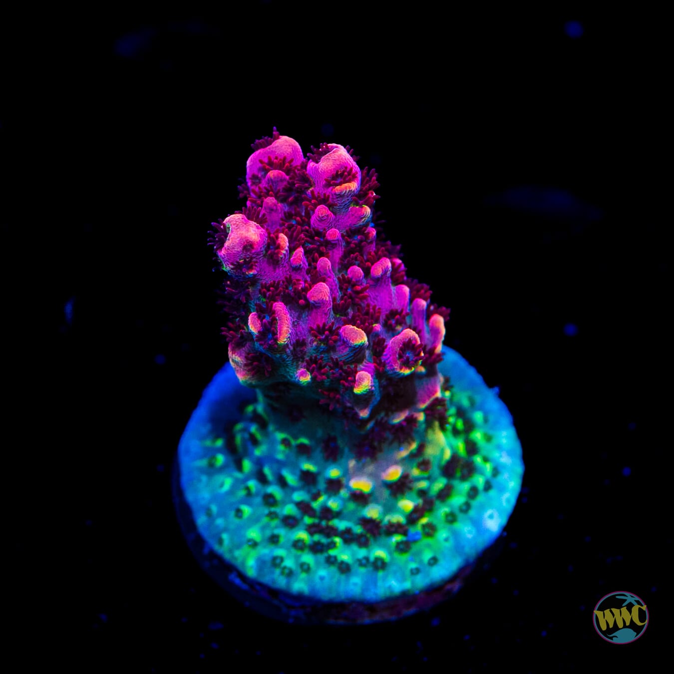 TSA Fruity Pebbles Acropora