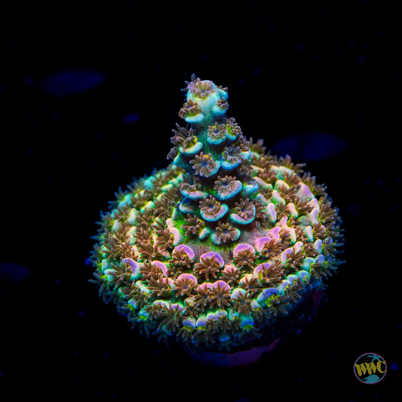 WWC Painkiller Tenuis Acropora