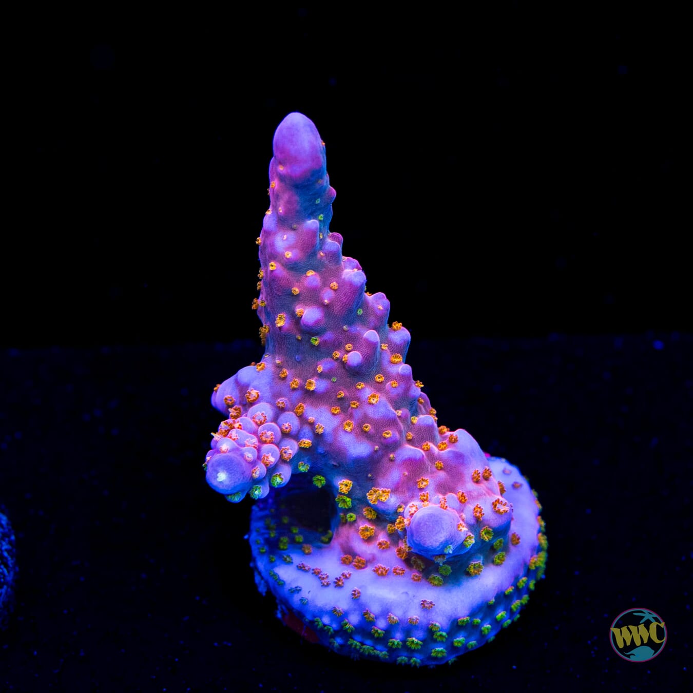 WWC Mojo Man Acropora