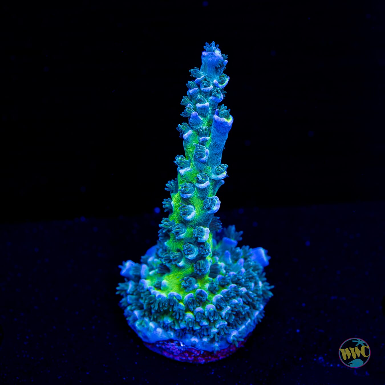 WWC Too Legit Tenuis Acropora