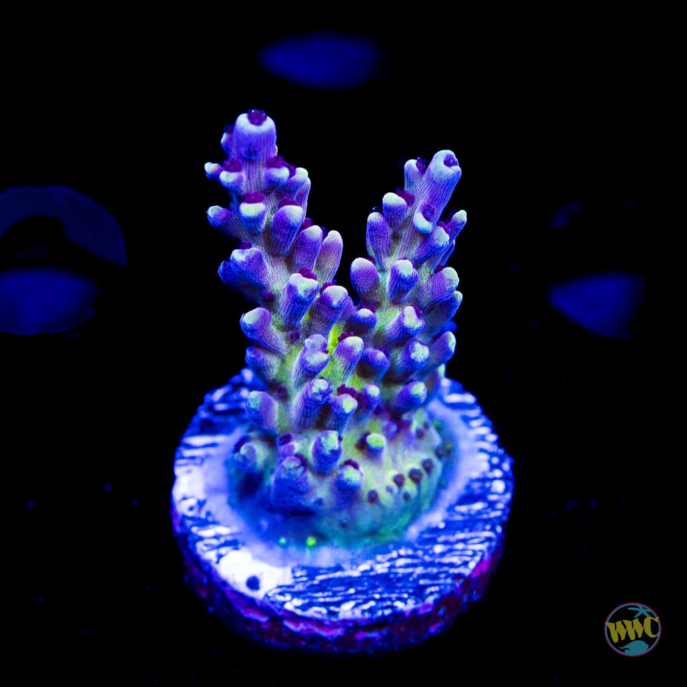 WWC Sunsplash Acropora