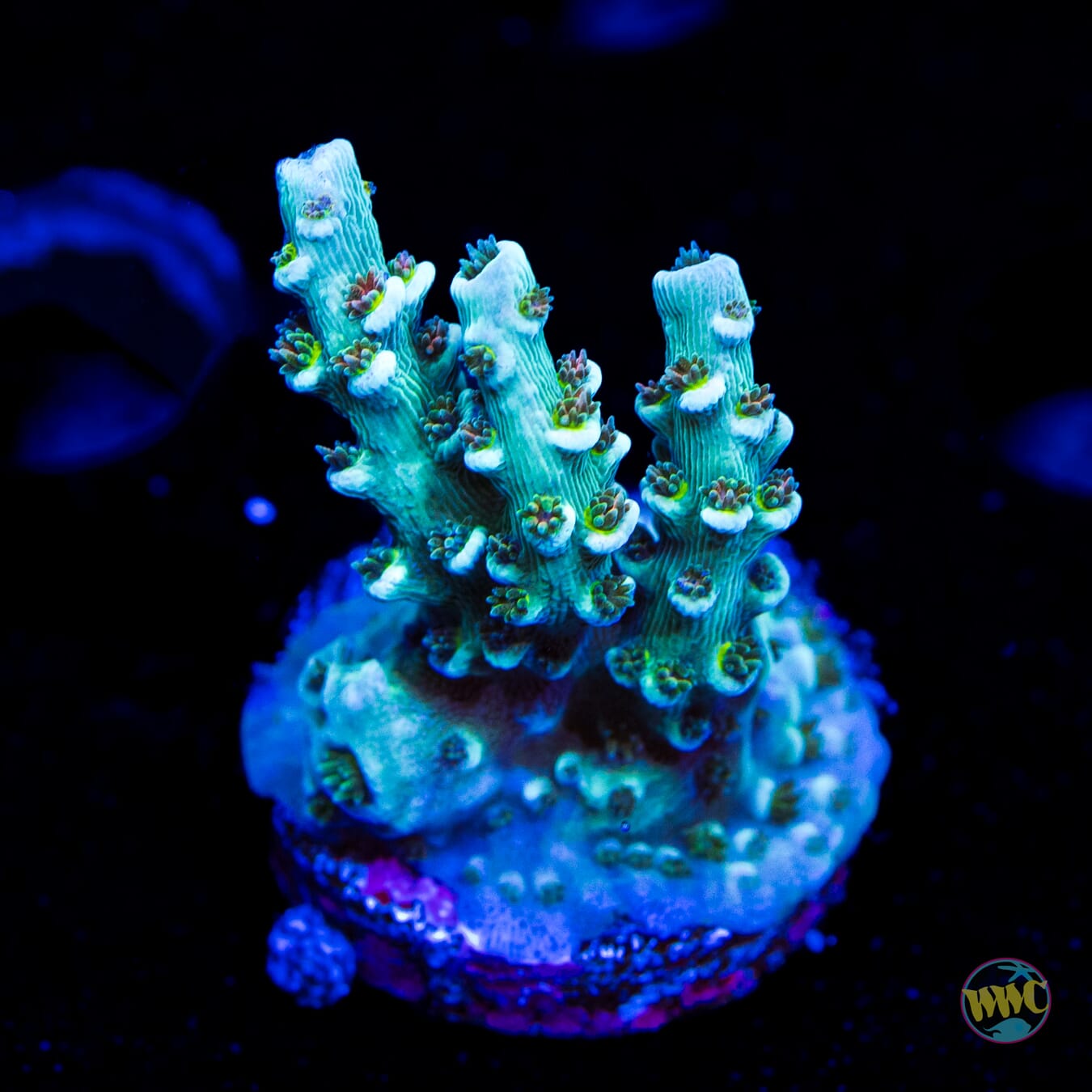 WWC Hair of the Dog Tenuis Acropora