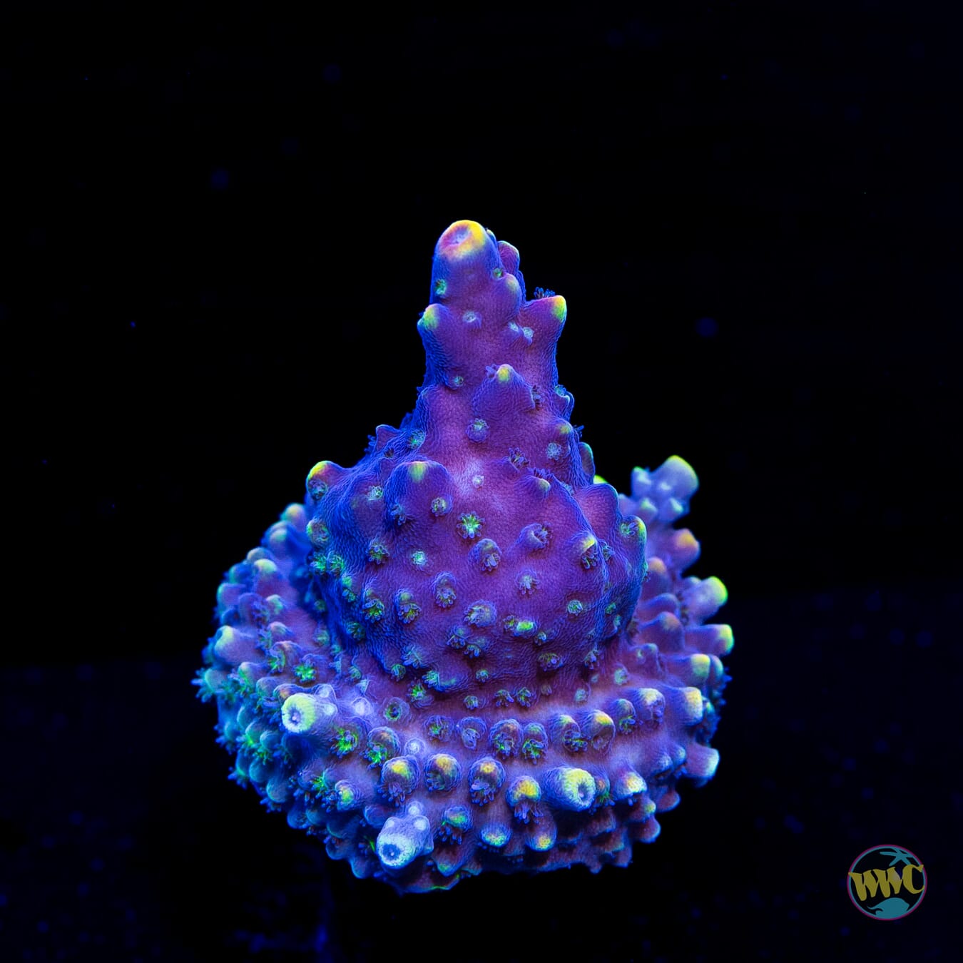 WWC Sour Punch Acropora