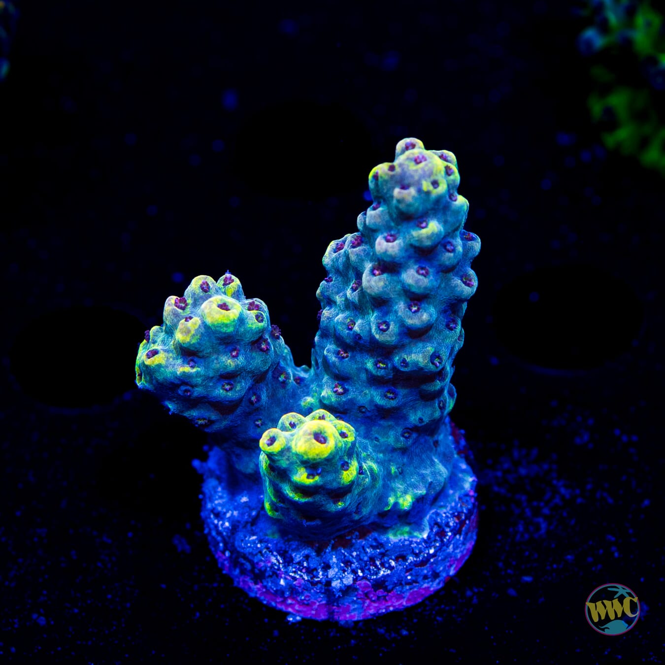 Dayglo Acropora