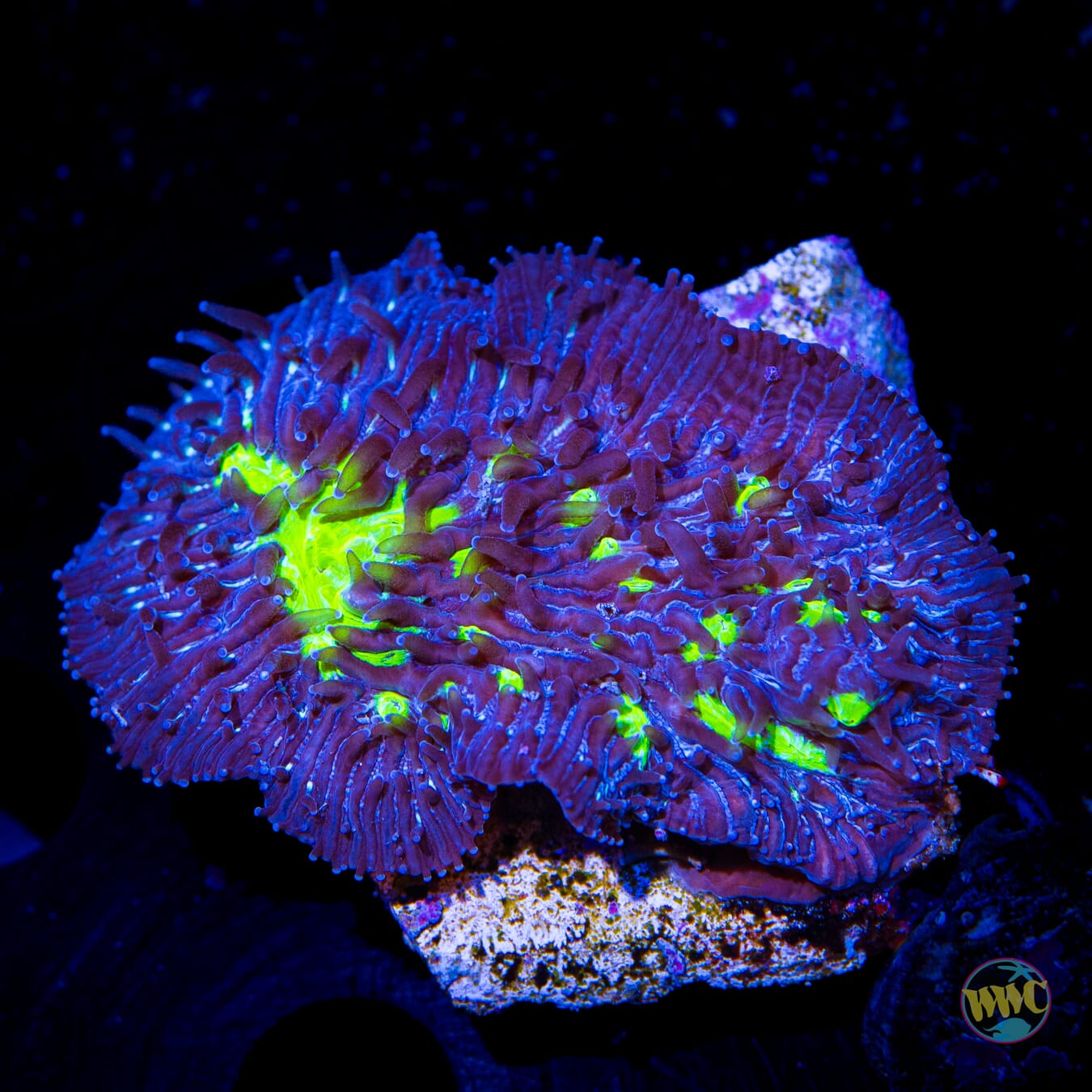 Starry Night Plate Coral