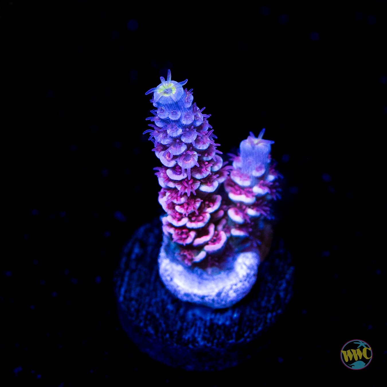 WWC Paradise Tenuis Acropora